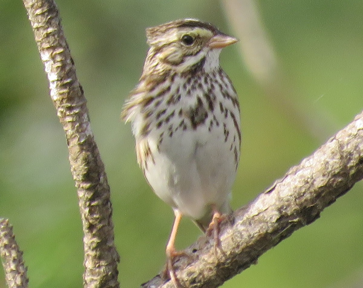 Savannah Sparrow - ML213611071
