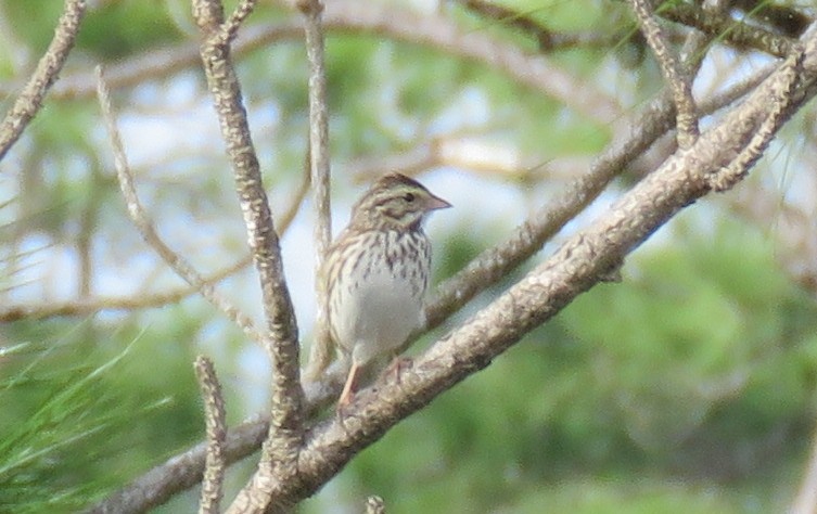 Savannah Sparrow - ML213611181