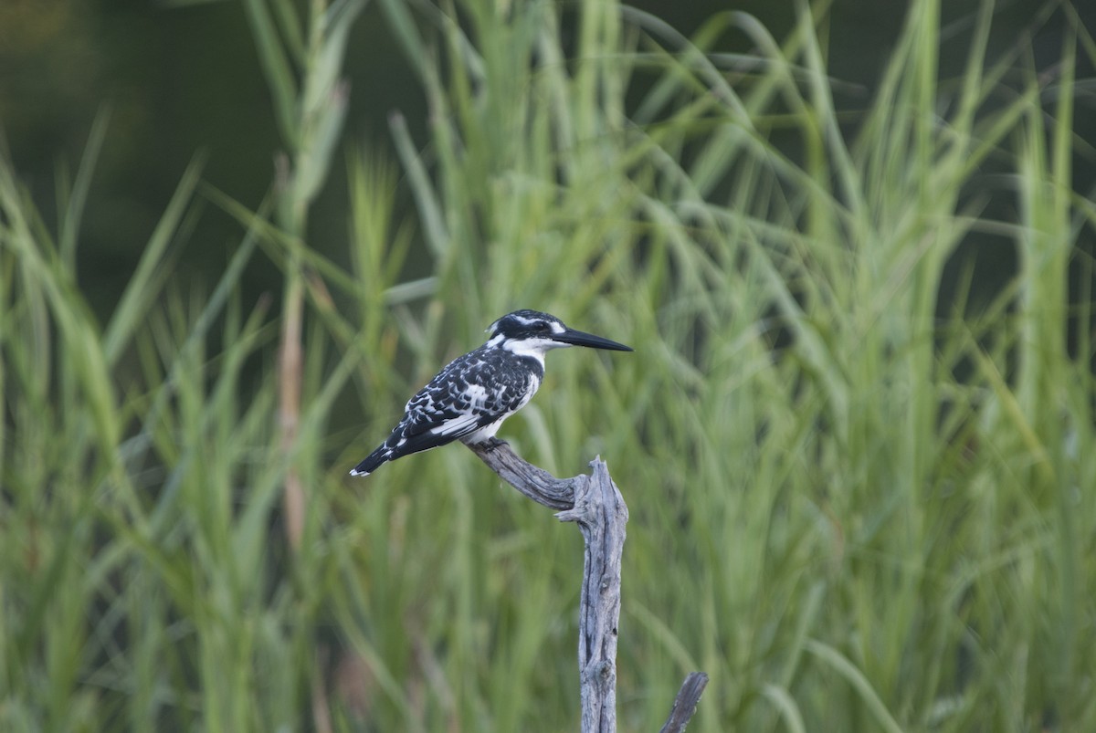 Pied Kingfisher - Marla Anderson