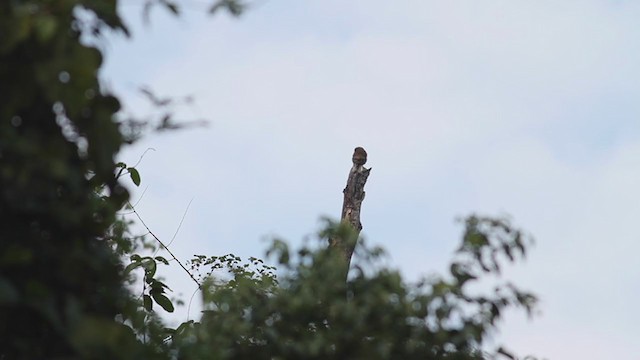 Asian Barred Owlet - ML213616871