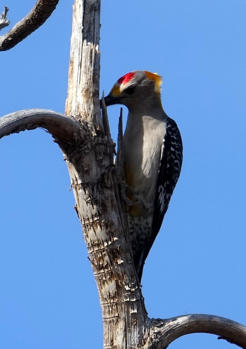 Golden-fronted Woodpecker - Carolyn Ohl, cc