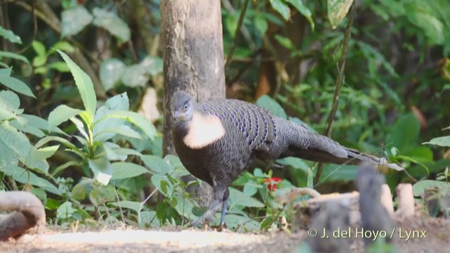 Gray Peacock-Pheasant - ML213618281