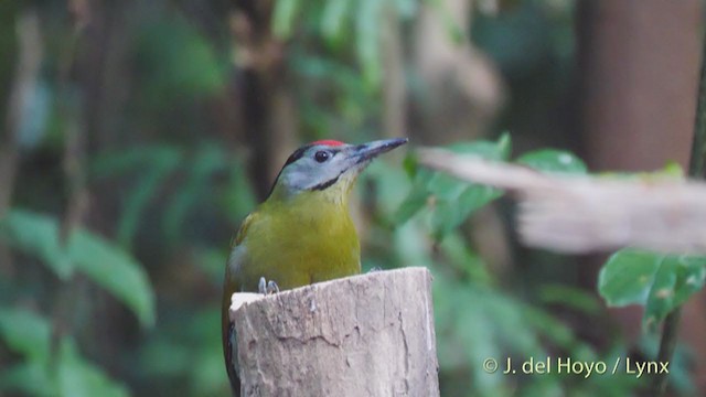 Gray-headed Woodpecker (Black-naped) - ML213619111
