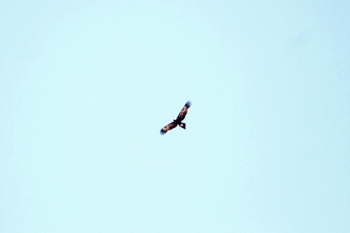 Wedge-tailed Eagle - ML213620311
