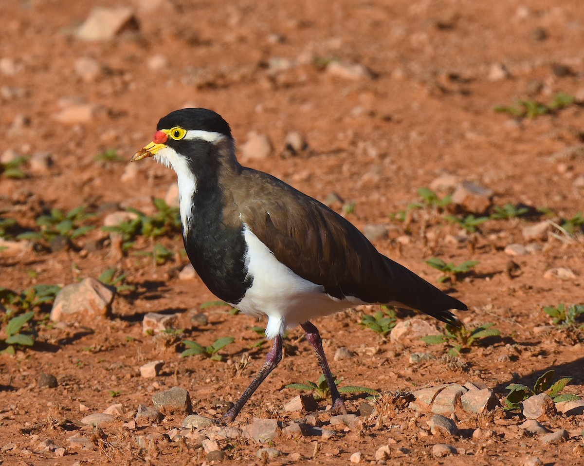 Banded Lapwing - ML213620571