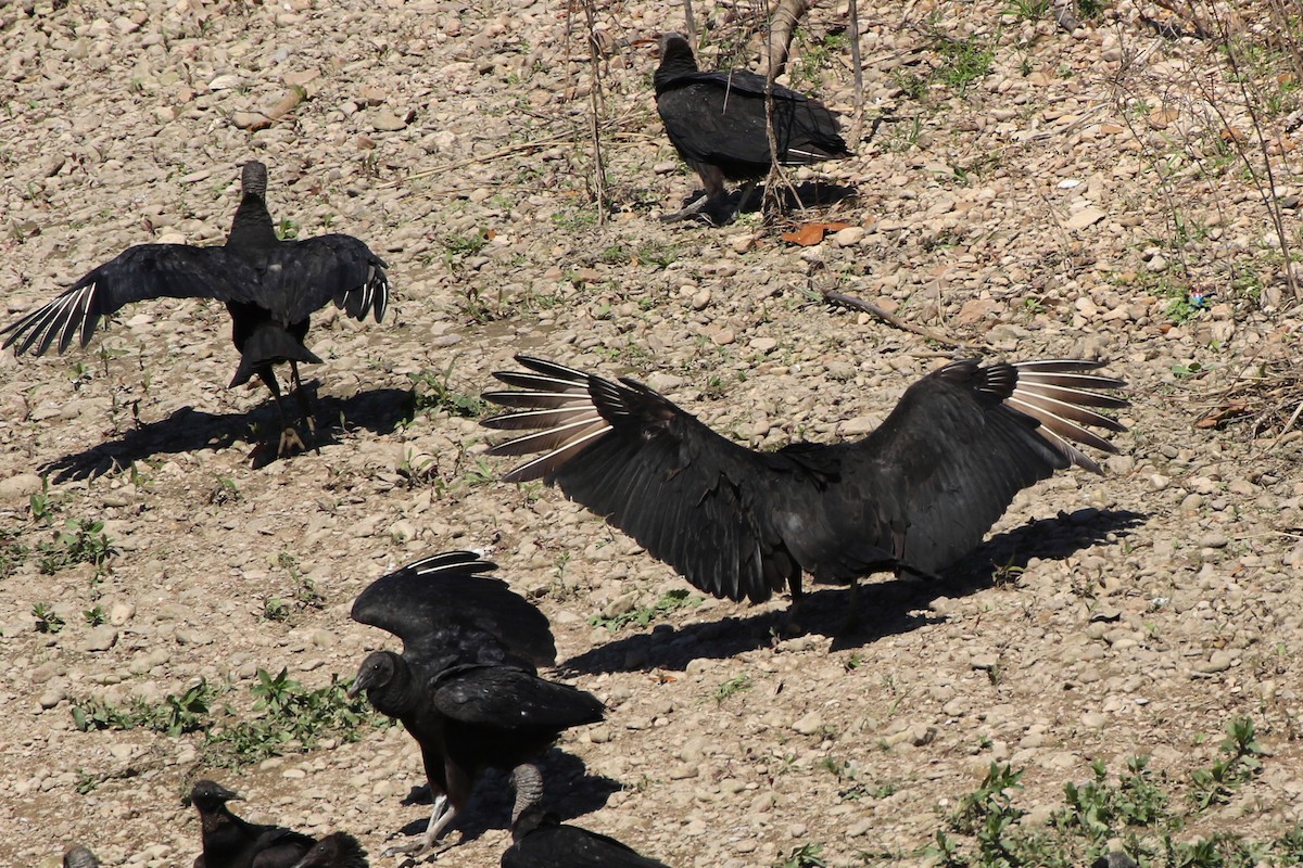 Black Vulture - ML213620751