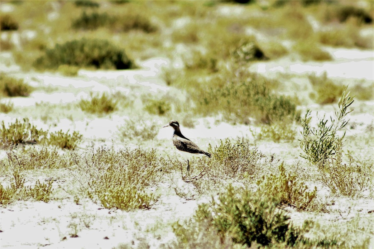 Banded Lapwing - ML213620901