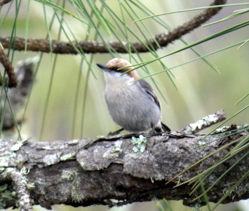 Brown-headed Nuthatch - ML213623381