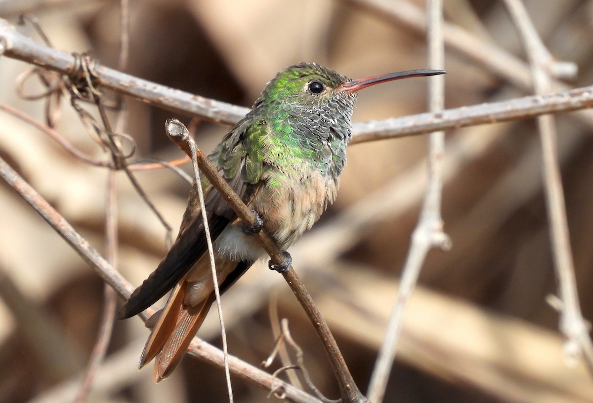 Buff-bellied Hummingbird - ML213623401
