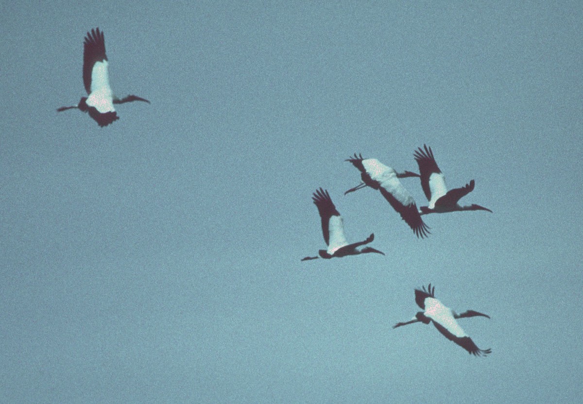 Wood Stork - Don Roberson