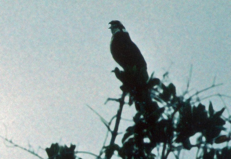 Collared Forest-Falcon - Don Roberson