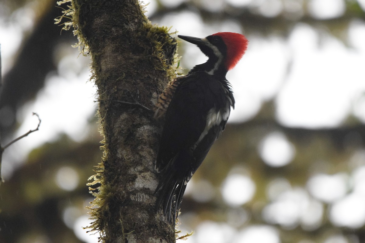 Powerful Woodpecker - Matt Longabaugh