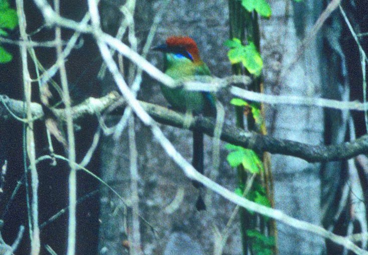 Russet-crowned Motmot - Don Roberson