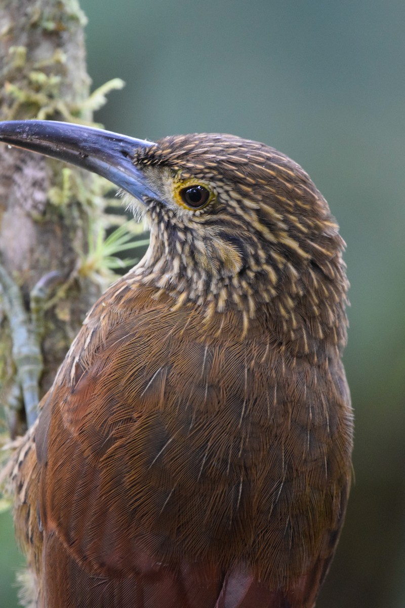 Strong-billed Woodcreeper - ML213628711