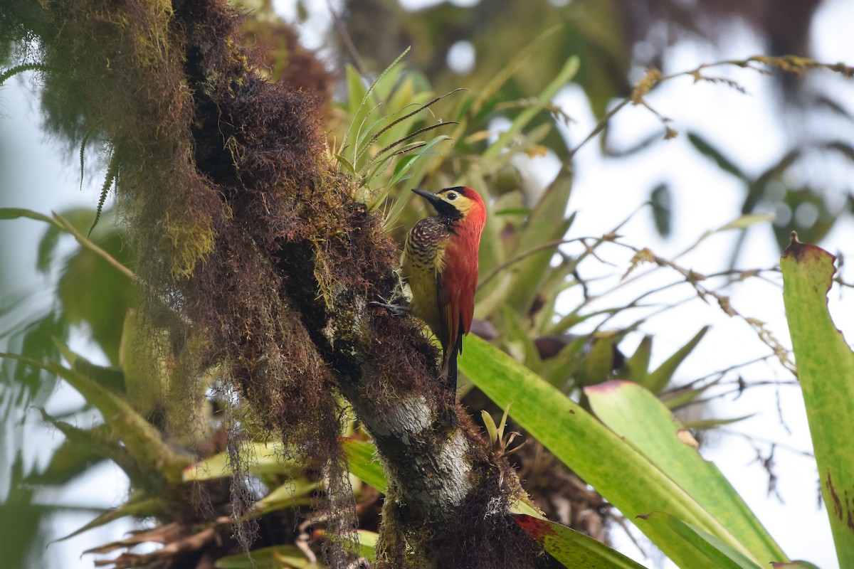 Crimson-mantled Woodpecker - ML213628911