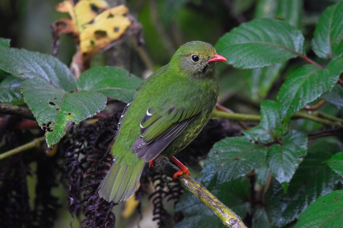 Green-and-black Fruiteater - ML213633641