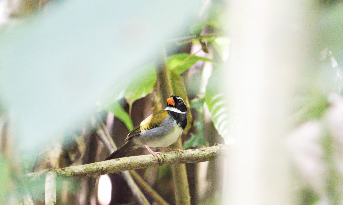 Orange-billed Sparrow - ML213633991