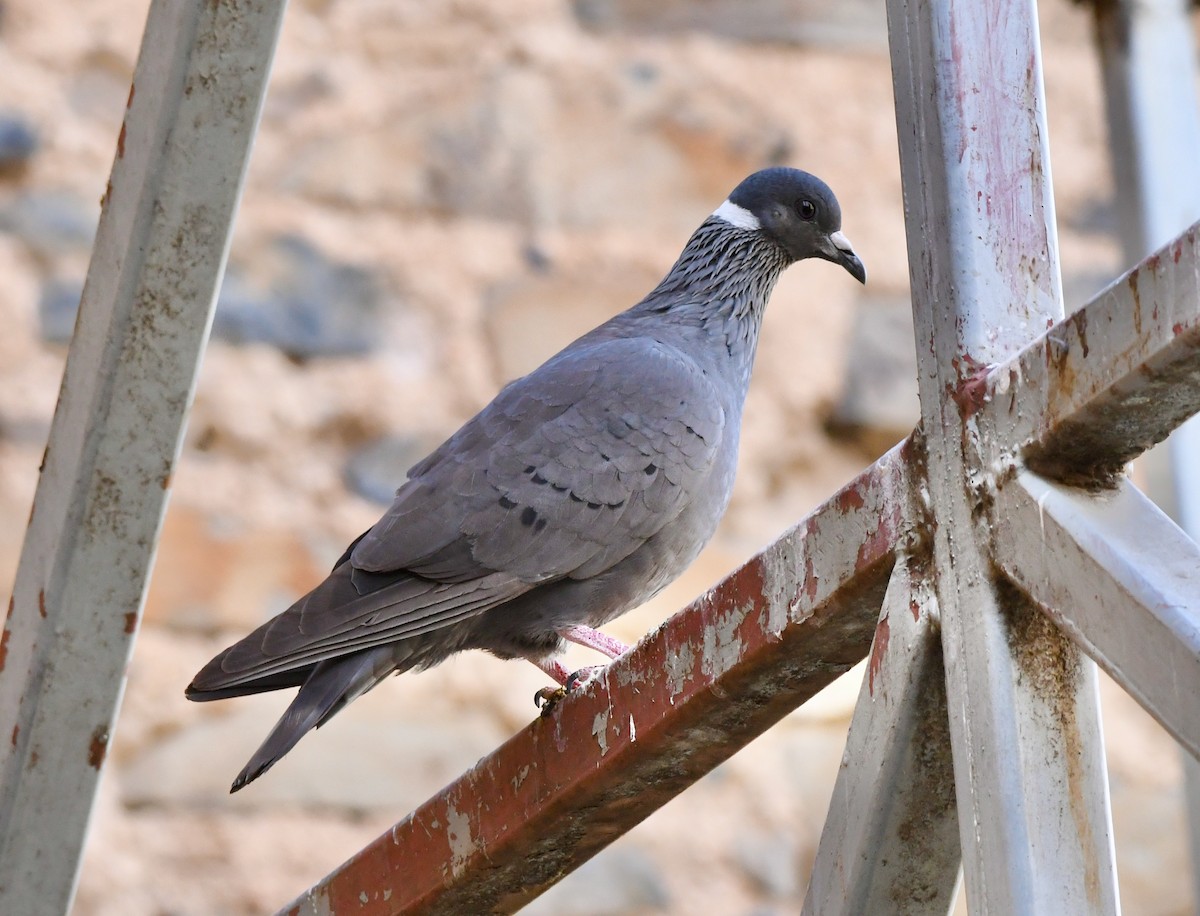 White-collared Pigeon - Adam Dudley