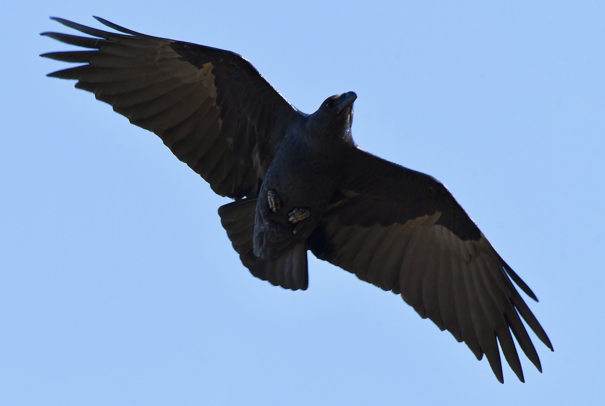 Fan-tailed Raven - ML213636401