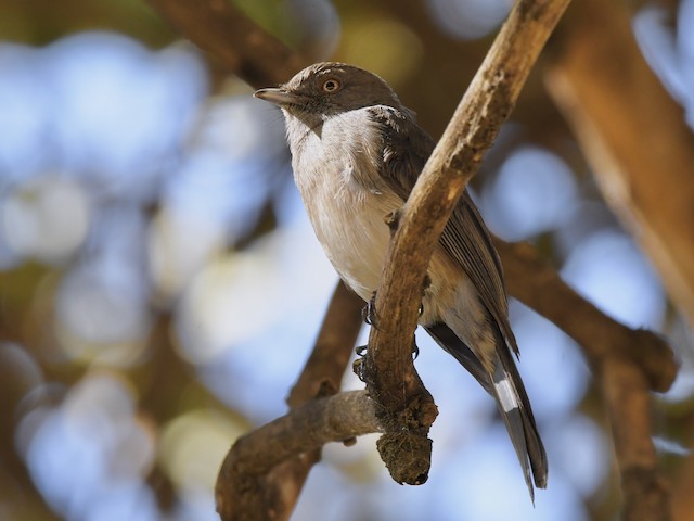 Abyssinian Slaty-Flycatcher