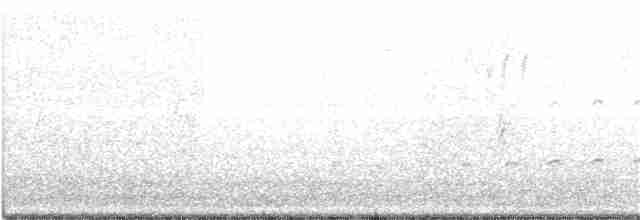 Keşiş Papağanı [monachus grubu] - ML213636721