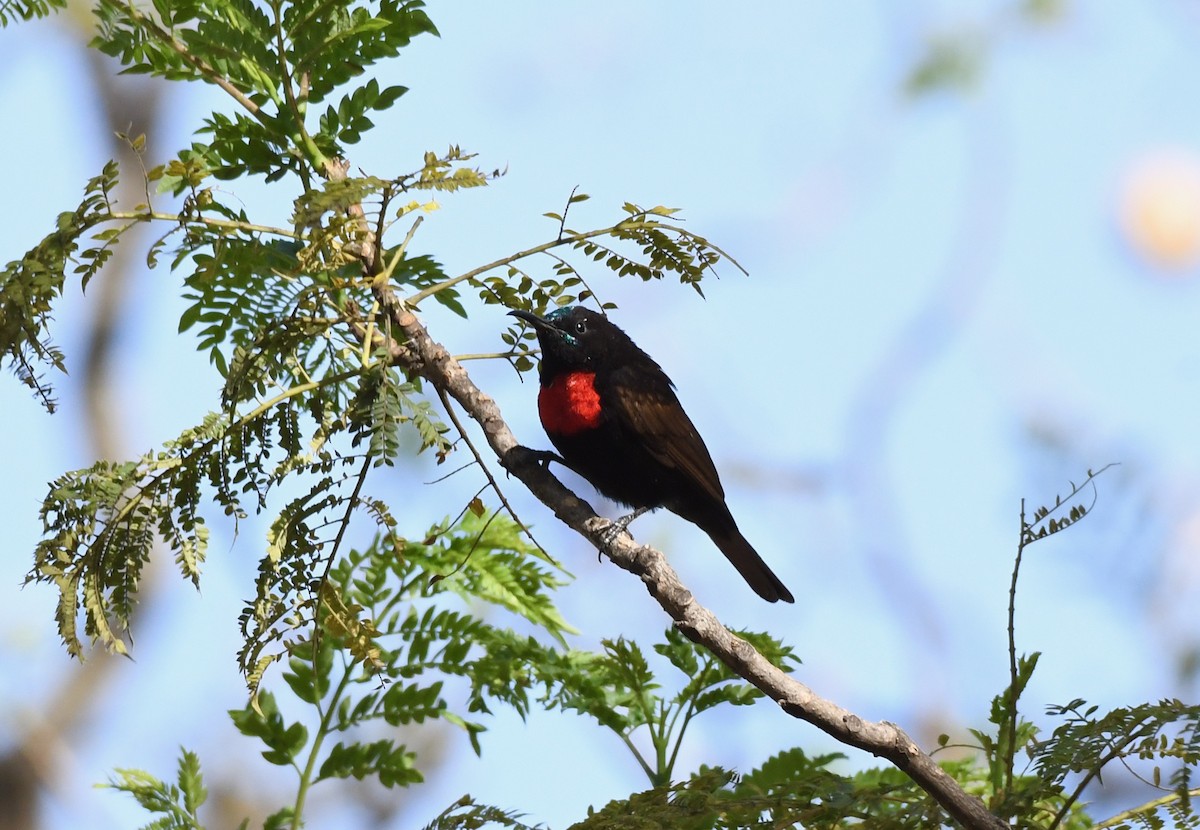 Scarlet-chested Sunbird - ML213636851