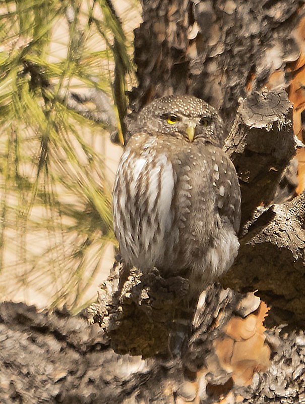 Northern Pygmy-Owl - Corry Clinton