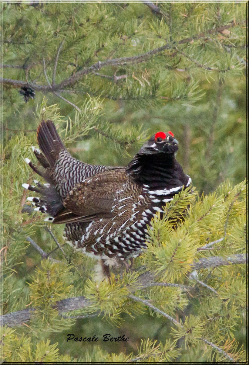 Spruce Grouse - Pascale Berthe