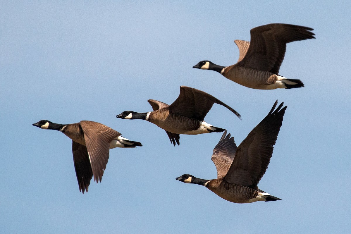 Cackling Goose (Aleutian) - Jim Gain