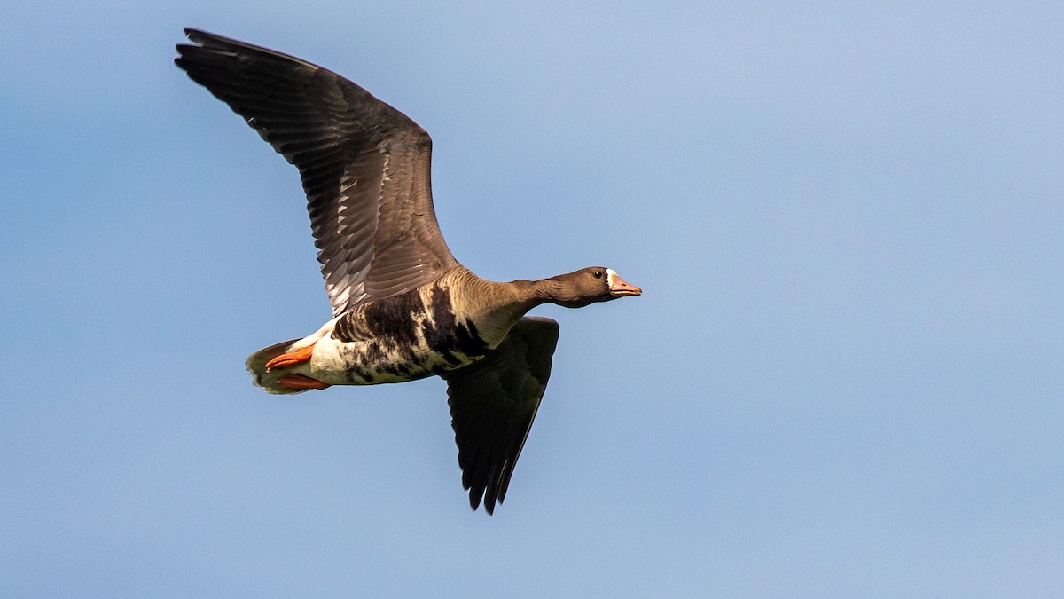 Greater White-fronted Goose - Jim Gain