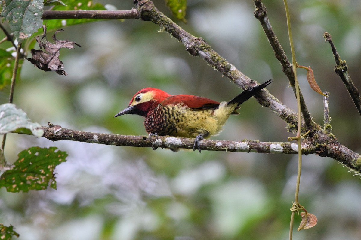 Crimson-mantled Woodpecker - Matt Longabaugh