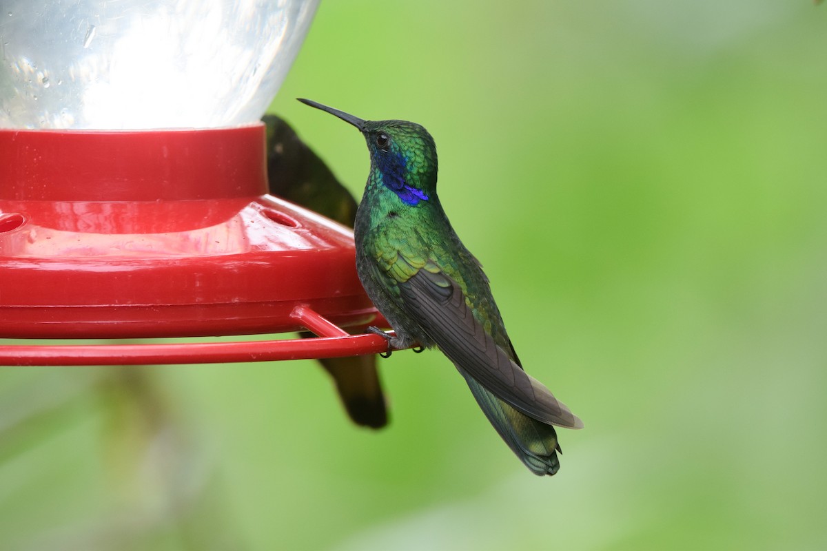 kolibřík modrouchý - ML213640521