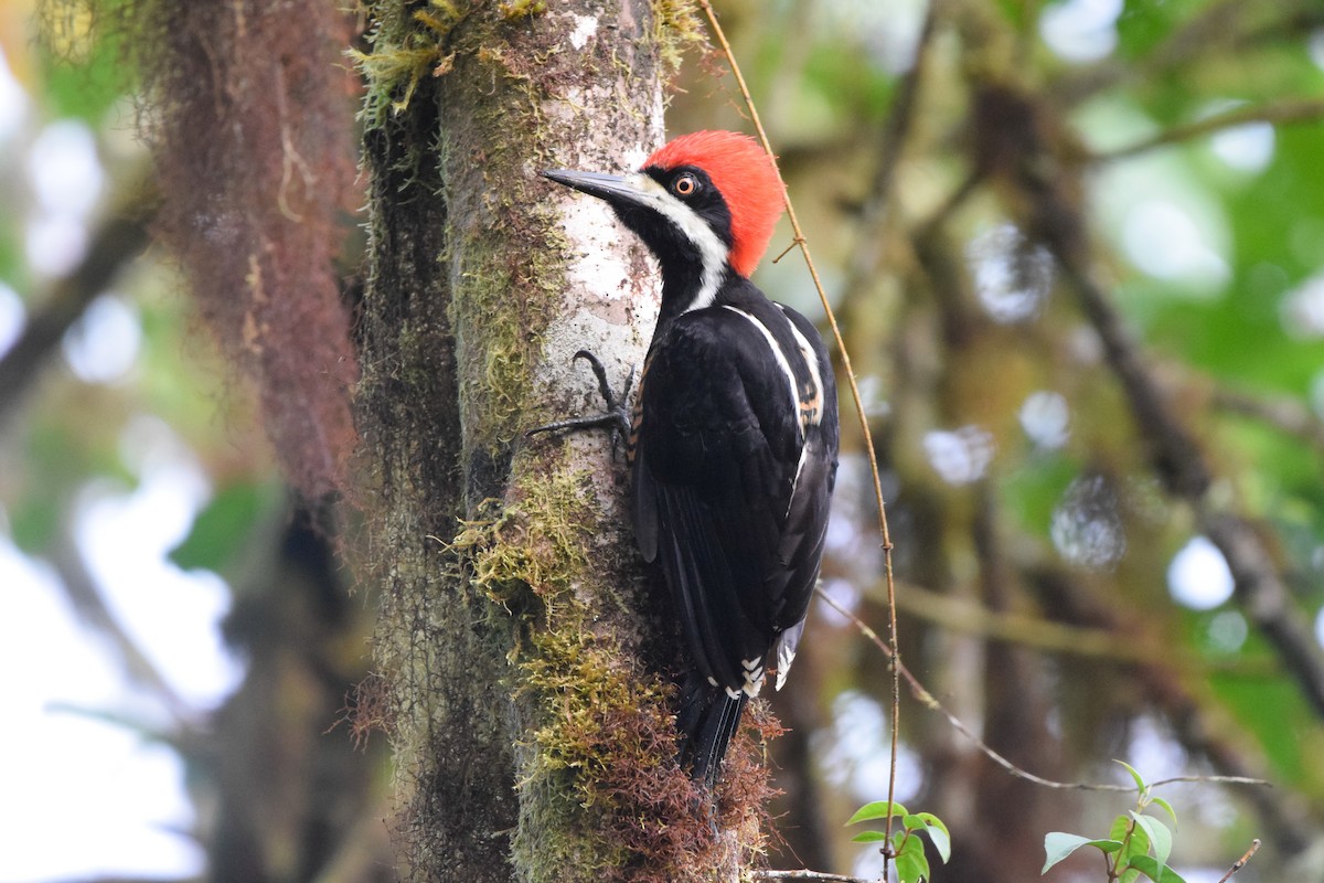 Powerful Woodpecker - Matt Longabaugh