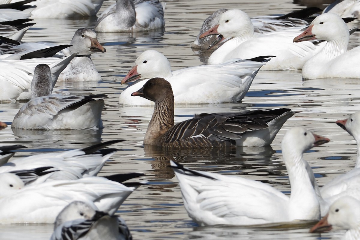Pink-footed Goose - ML213641681