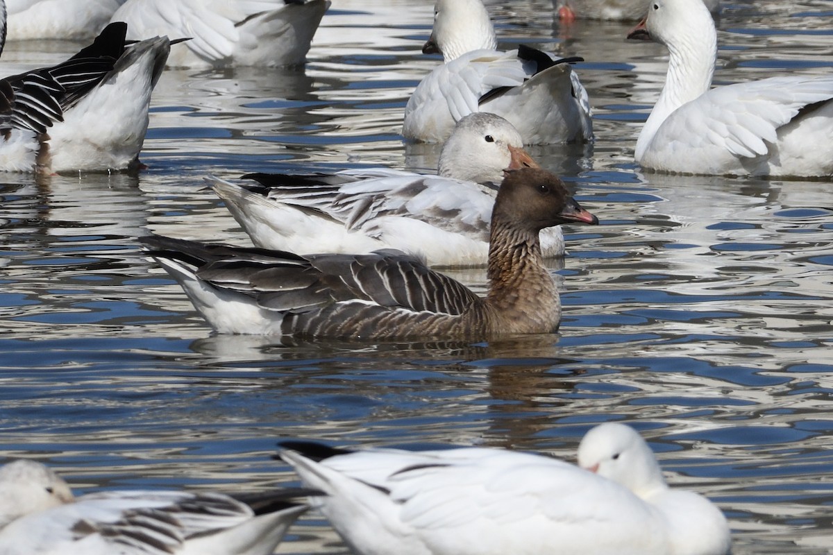 Pink-footed Goose - Barry Blust