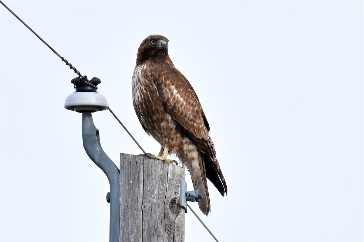 Red-tailed Hawk - ML213642511