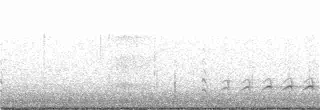 Sittelle à poitrine blanche (carolinensis) - ML213642991