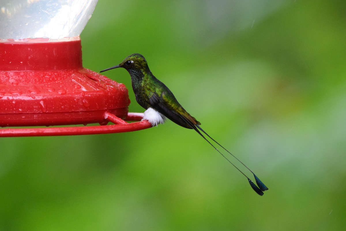 White-booted Racket-tail - ML213643441