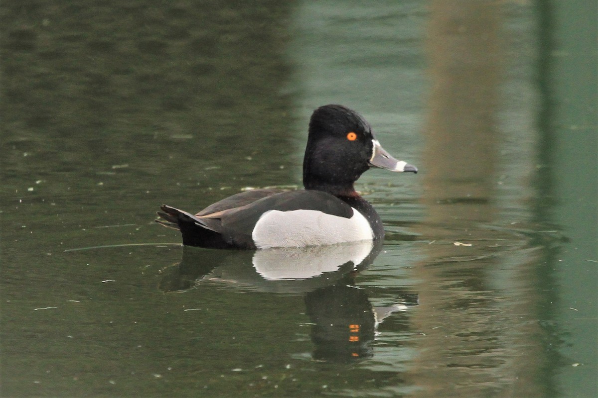 Ring-necked Duck - Kent Forward