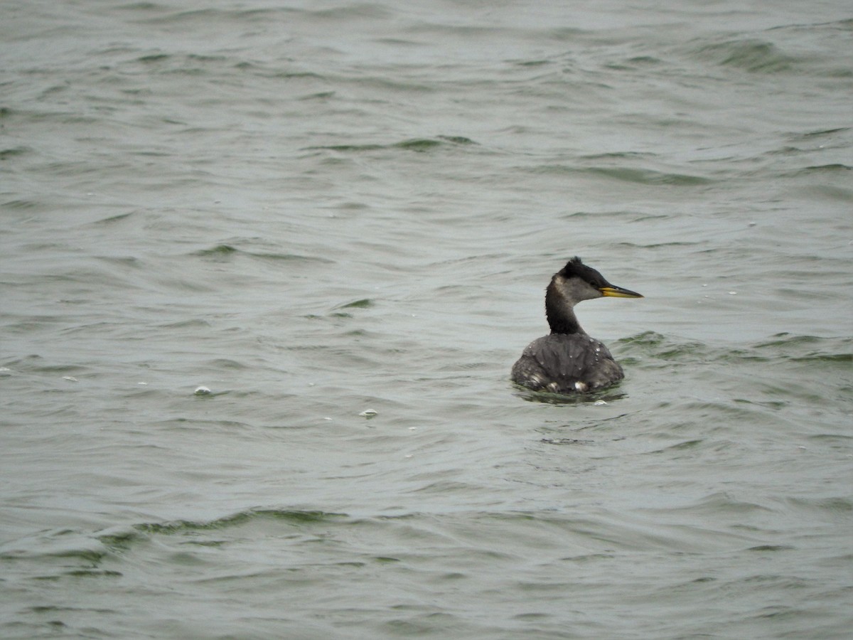 Red-necked Grebe - ML213646291