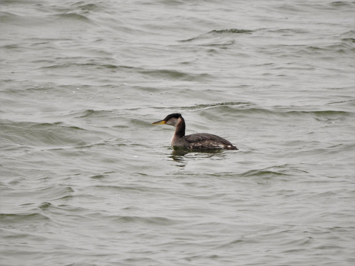 Red-necked Grebe - ML213646541