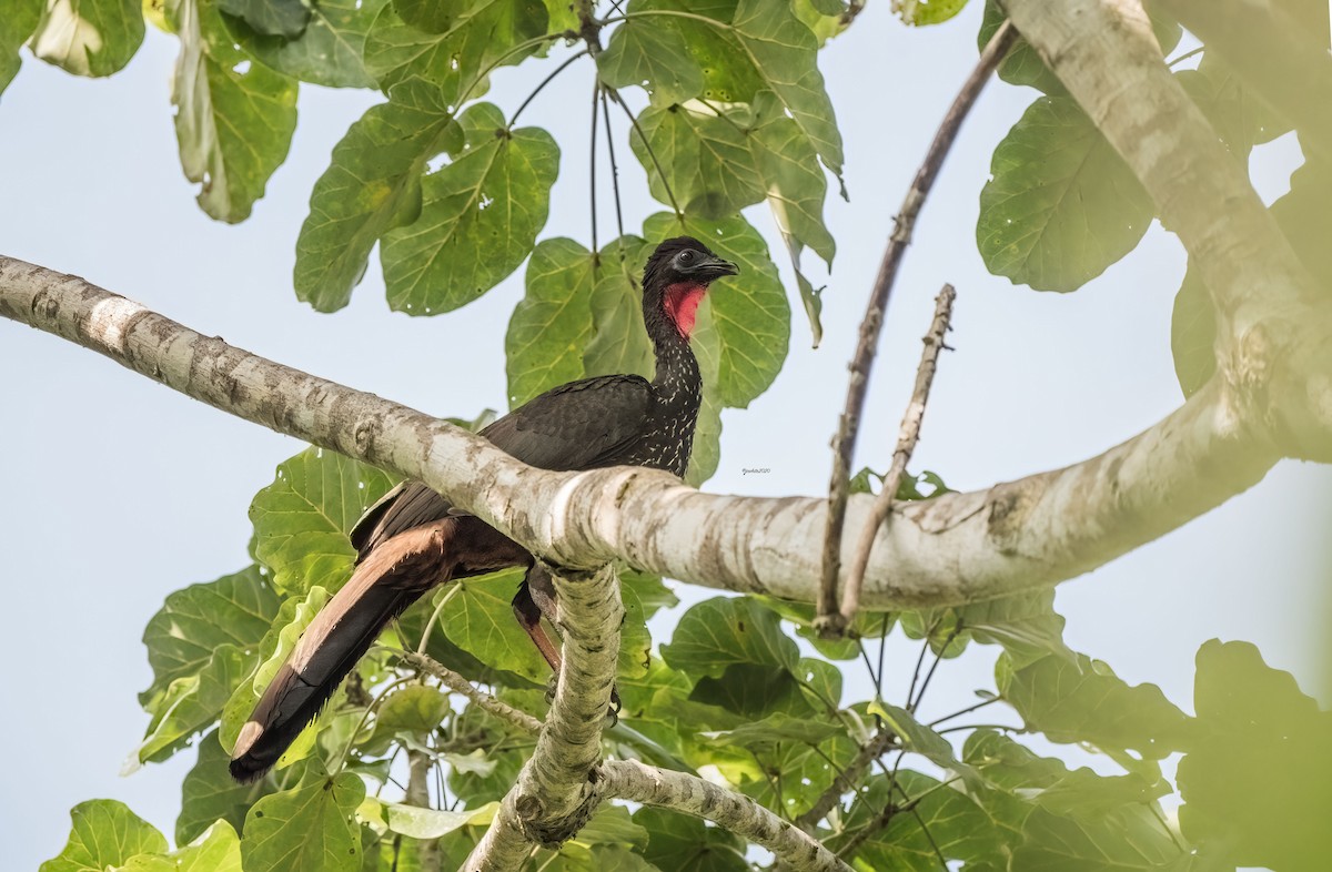 Crested Guan - Janice White
