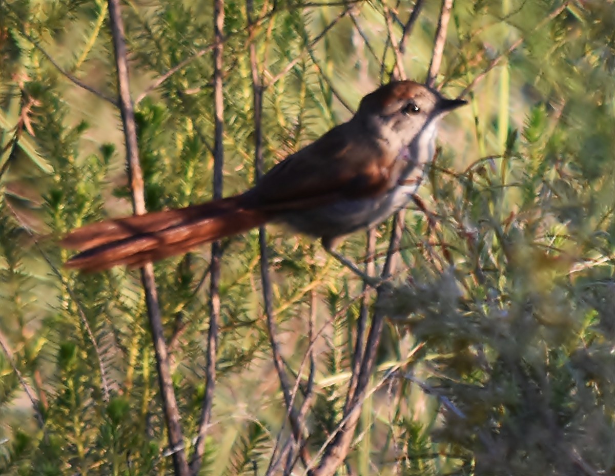 Sooty-fronted Spinetail - ML213649131