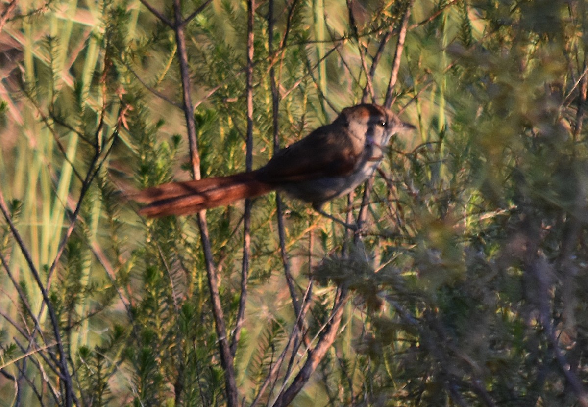 Sooty-fronted Spinetail - ML213649151