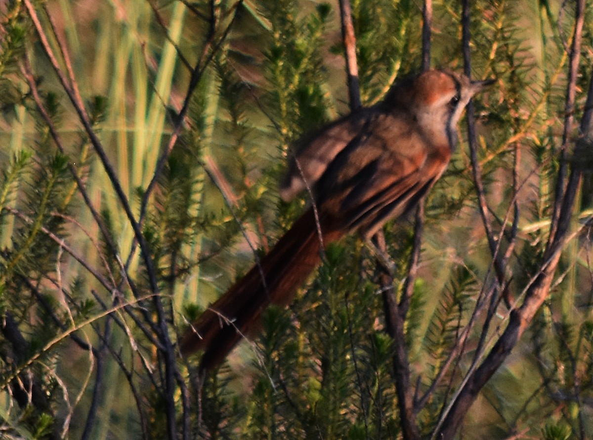 Sooty-fronted Spinetail - ML213649161
