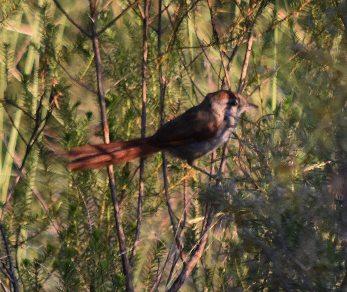 Sooty-fronted Spinetail - ML213649201