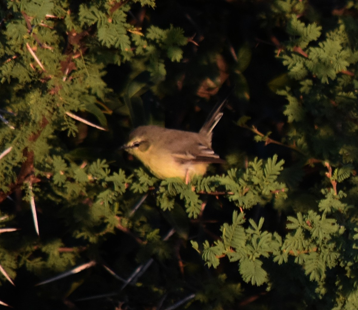 Greater Wagtail-Tyrant - ML213649901