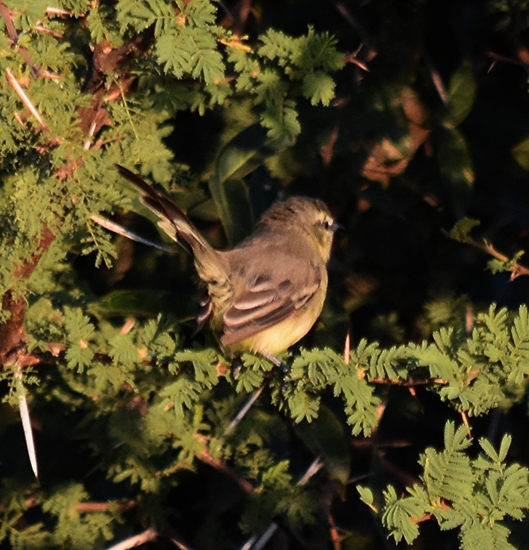 Greater Wagtail-Tyrant - ML213649931
