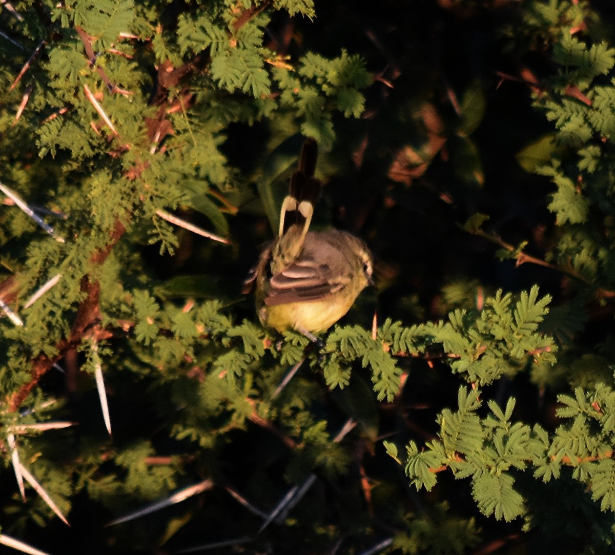 Greater Wagtail-Tyrant - ML213649951
