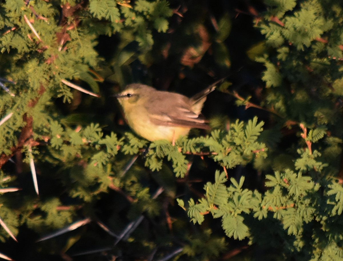 Greater Wagtail-Tyrant - ML213649961
